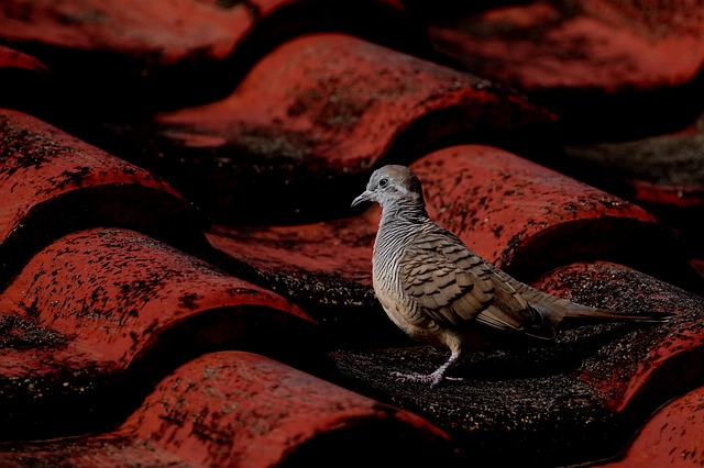 How to Maintain Your Roof for Longevity and Durability